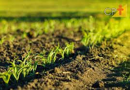 Como utilizar a entressafra de maneira produtiva em sua fazenda