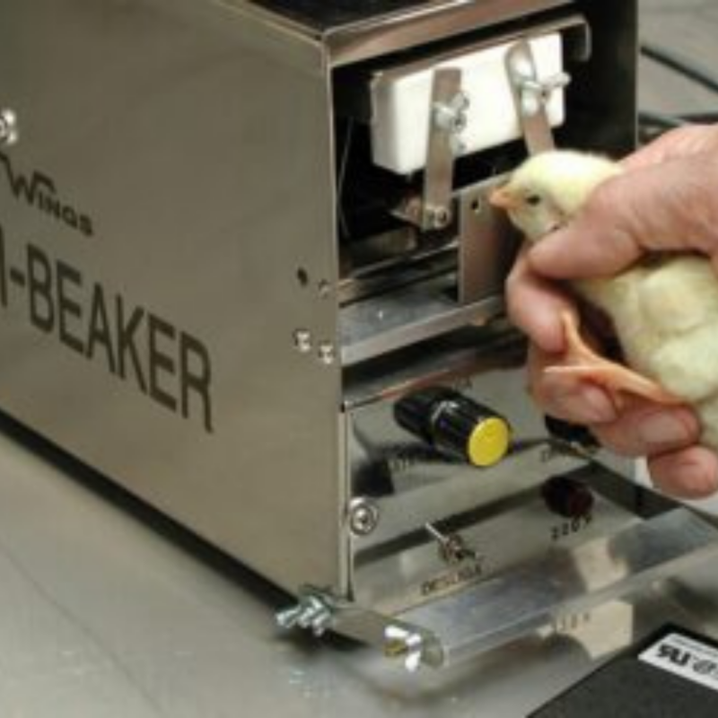 Debicador automático para pintinhos