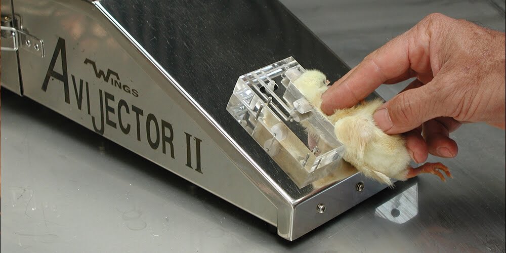 Wings pneumatic Avi-Jector vaccinating day-old chicks not Avifag